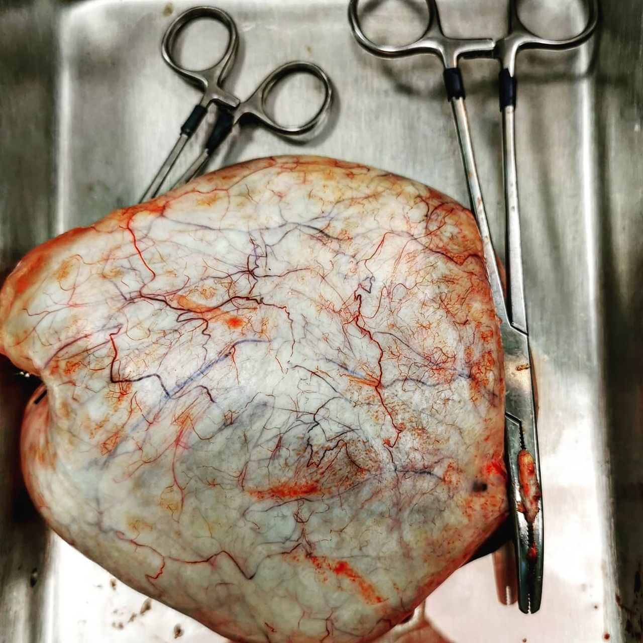 Marisol I. Alvarez Carrasco-28