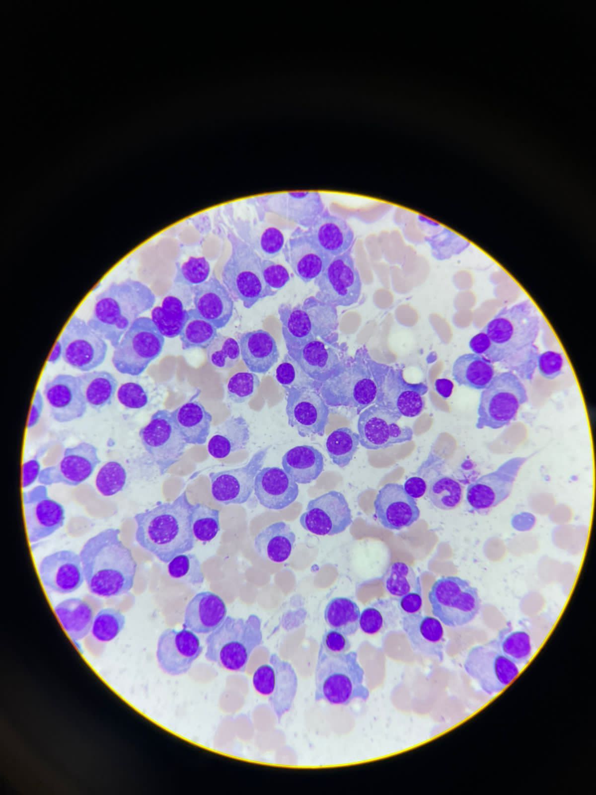 Irina Y. Cazares Martinez-10