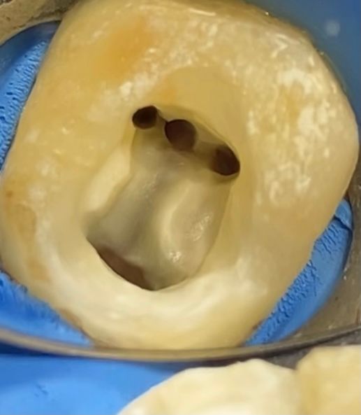 Laura Huerta Solano-1