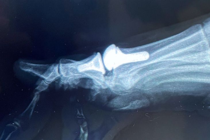 Cesar Daniel Maldonado Cortez-16