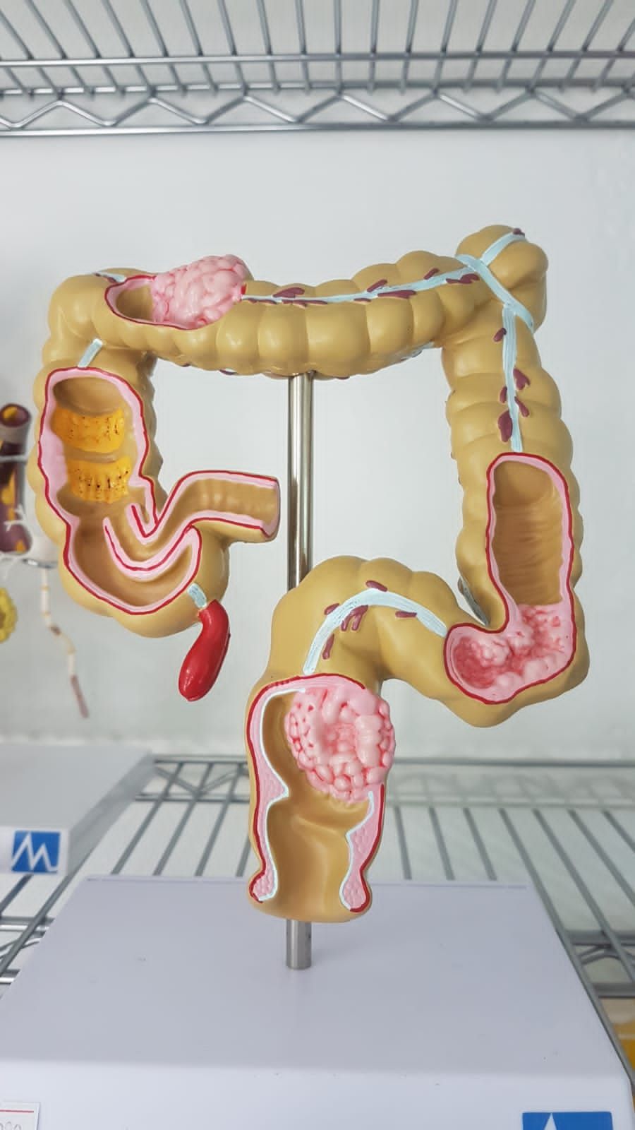 Isianel Delgado Martínez-2