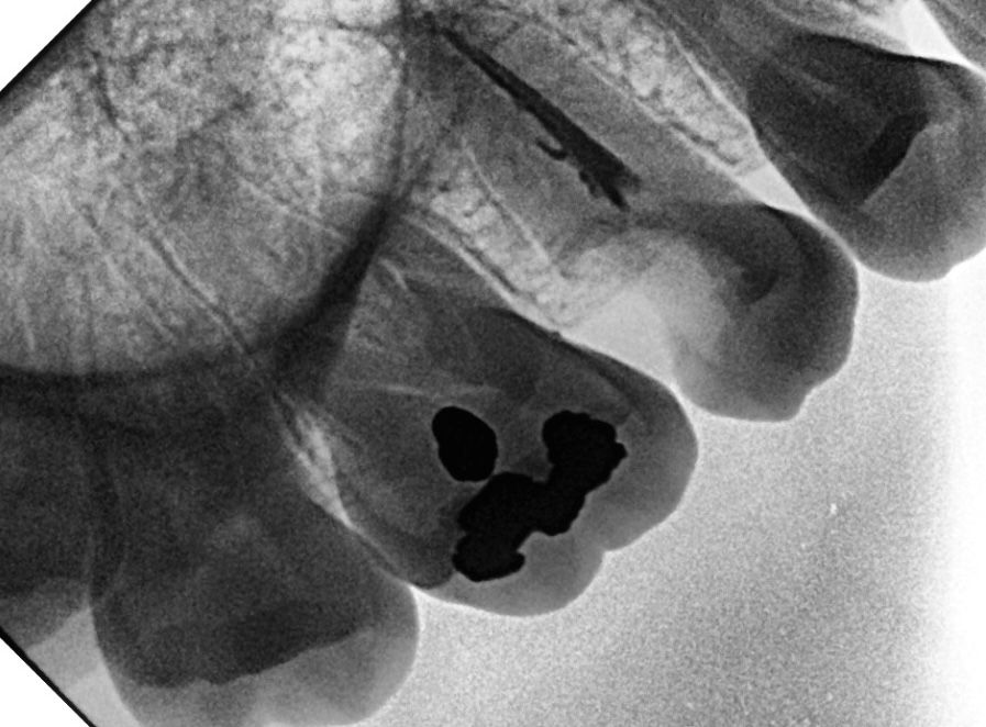 Dany Grizel Andrade Casas-9