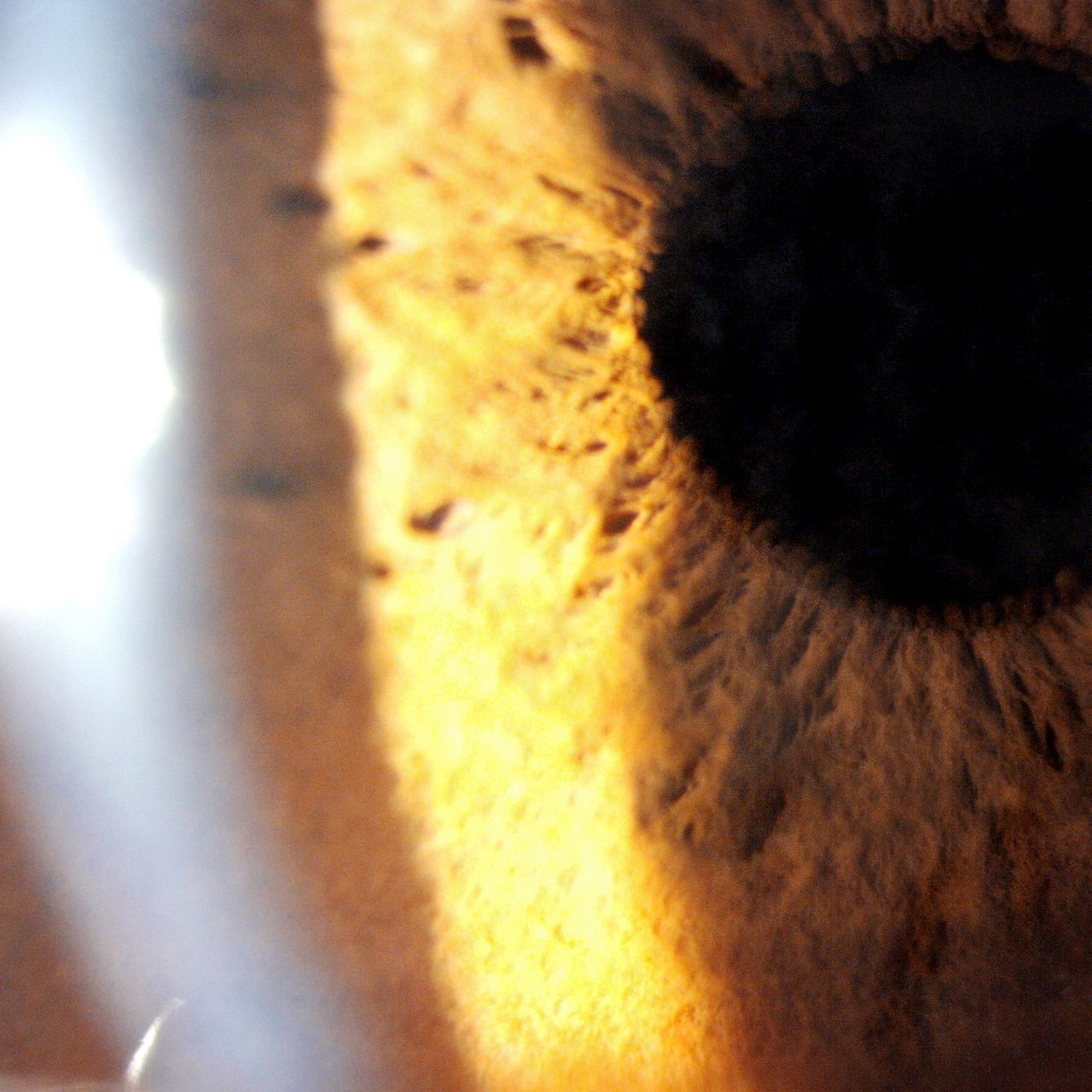 Dinora Garza Leal-10