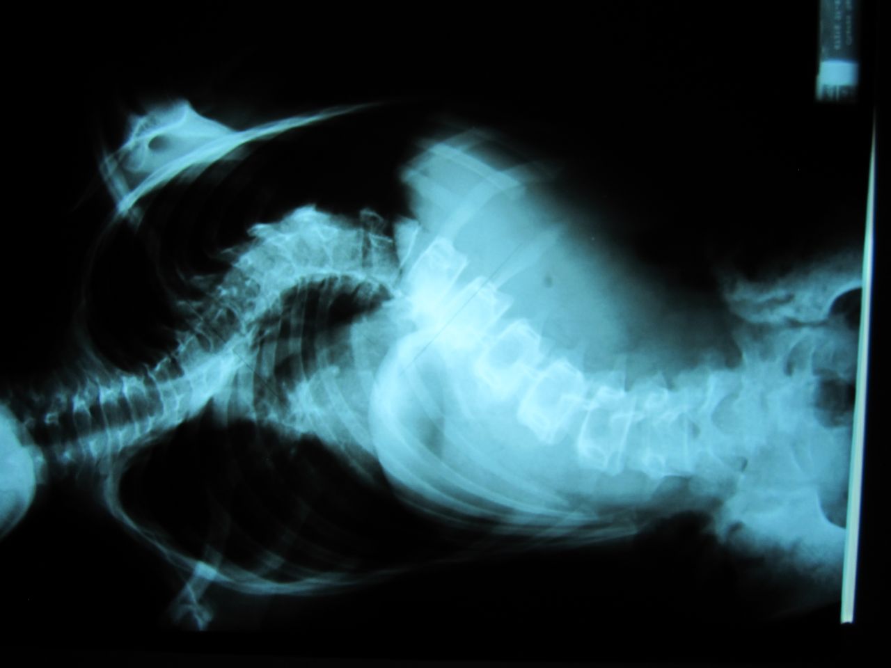 José Antonio Canales Najera-6