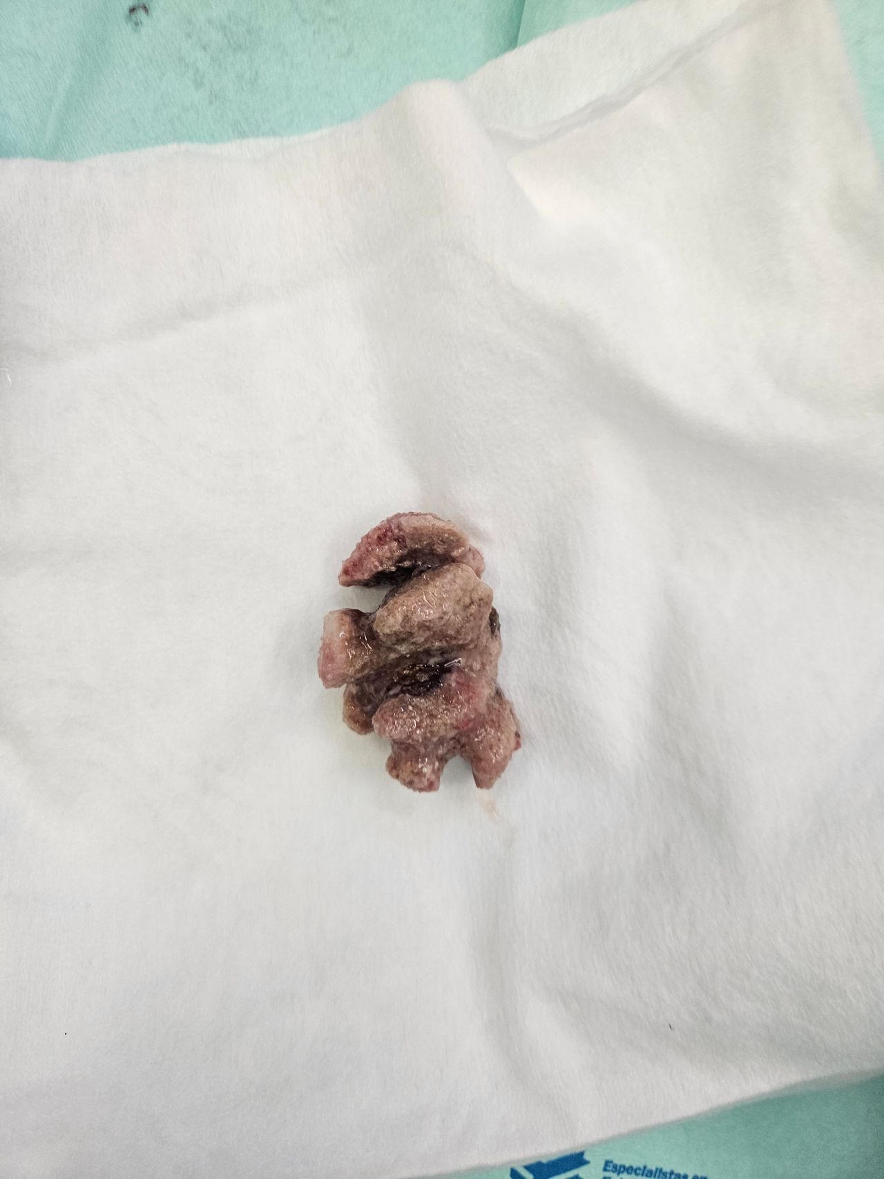 Michel Bastarrachea Solis-13