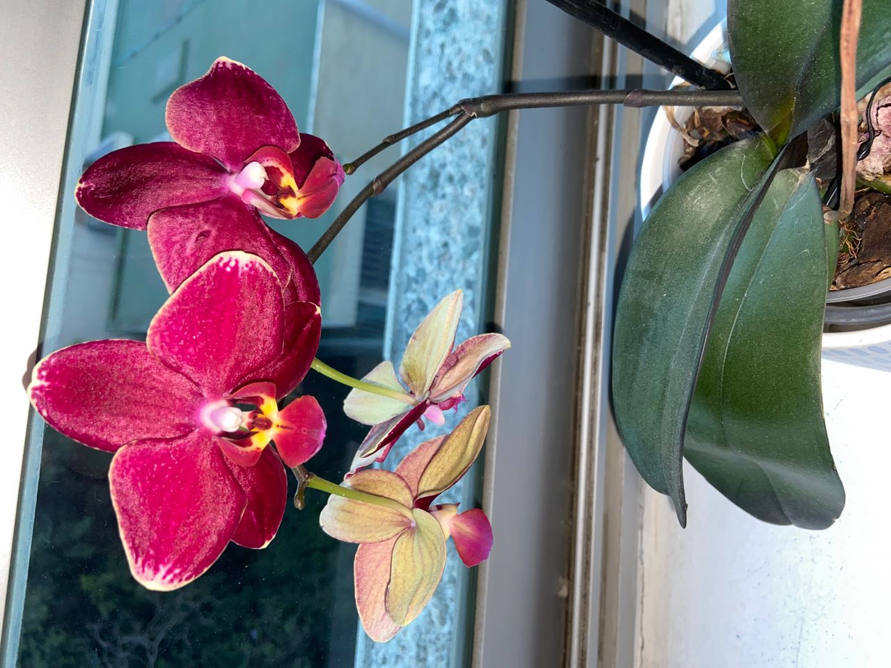 Ana Prixila González Vargas-3