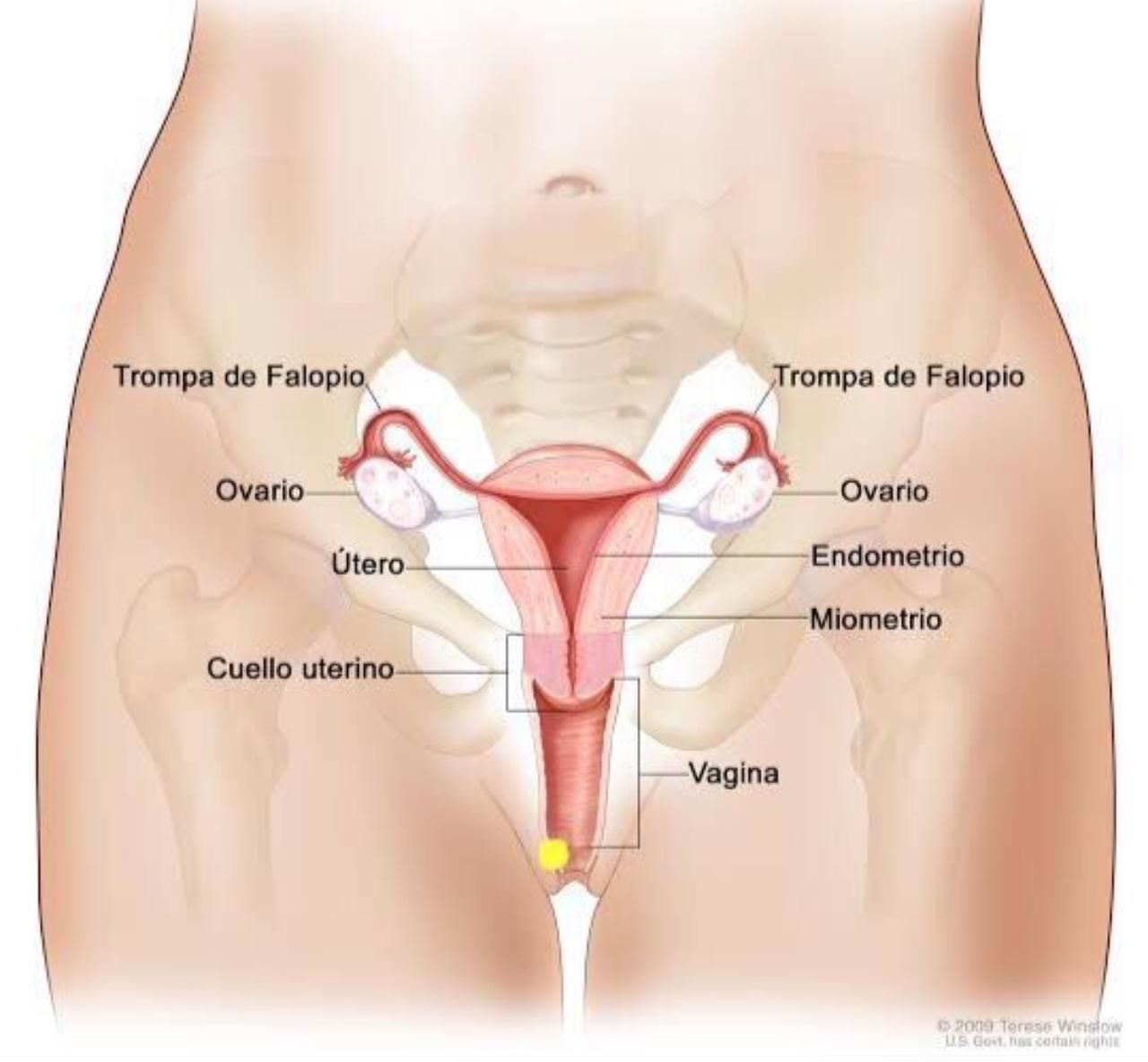 Ernesto Peimbert Puente-4
