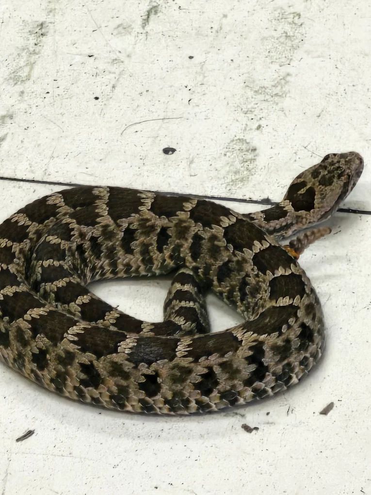 Jorge Humberto Arrieta Castro-0