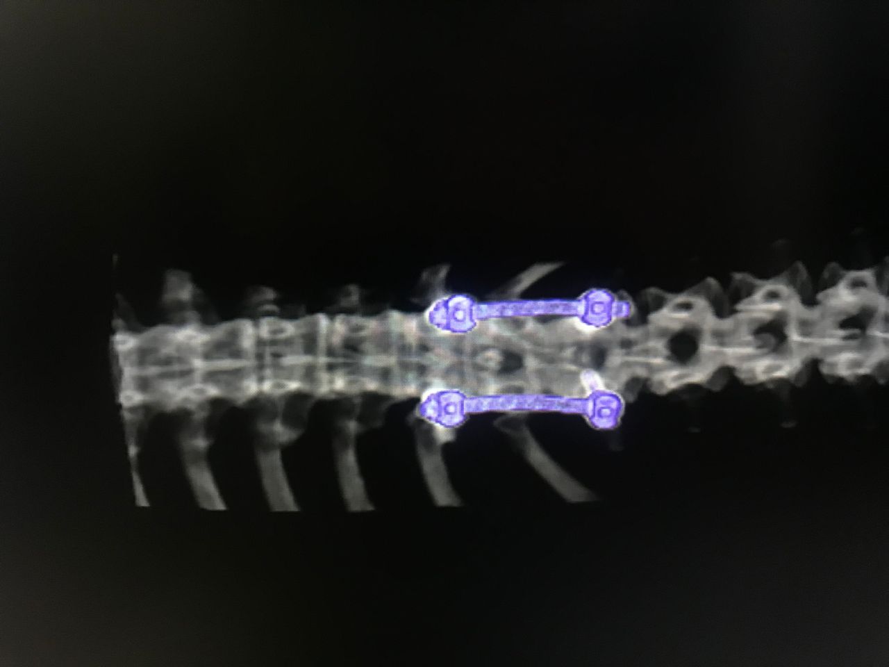 Rafael Maciel Morfin-16