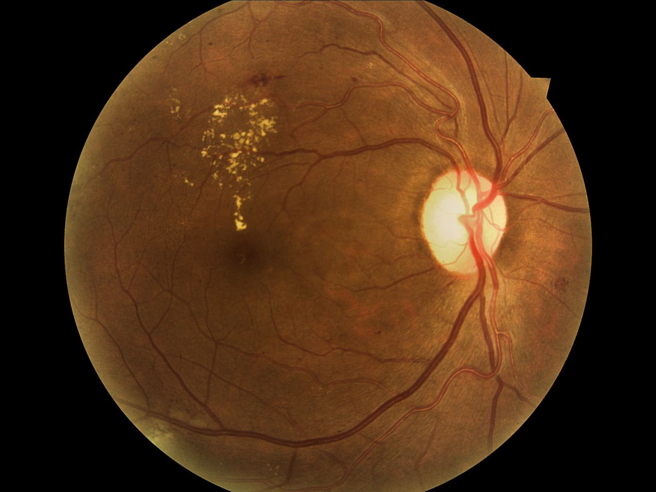 Brenda Palomares Sanchez-1