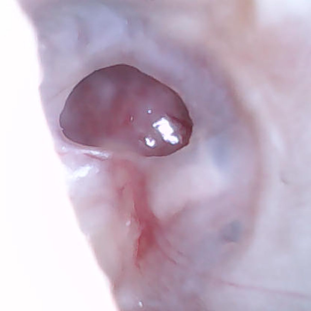 Jorge Luis Bautista Saldierna-5