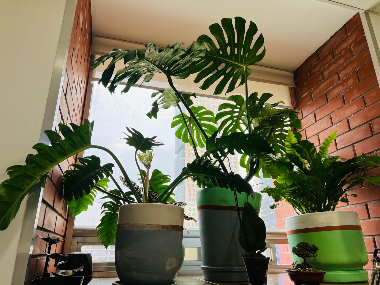 Blanca N. Rodríguez Grijalva-1