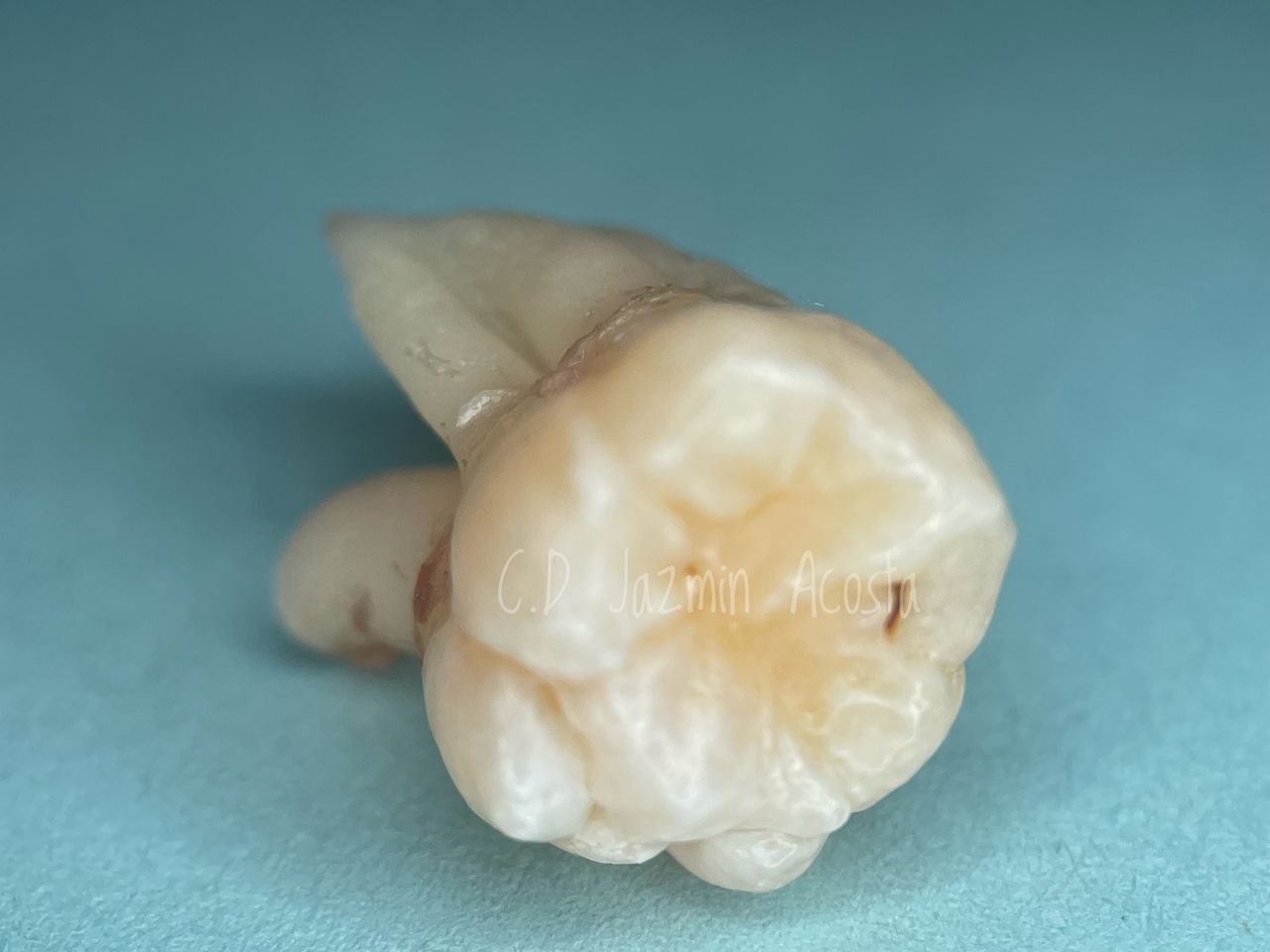 Jazmin A. Acosta Díaz-7