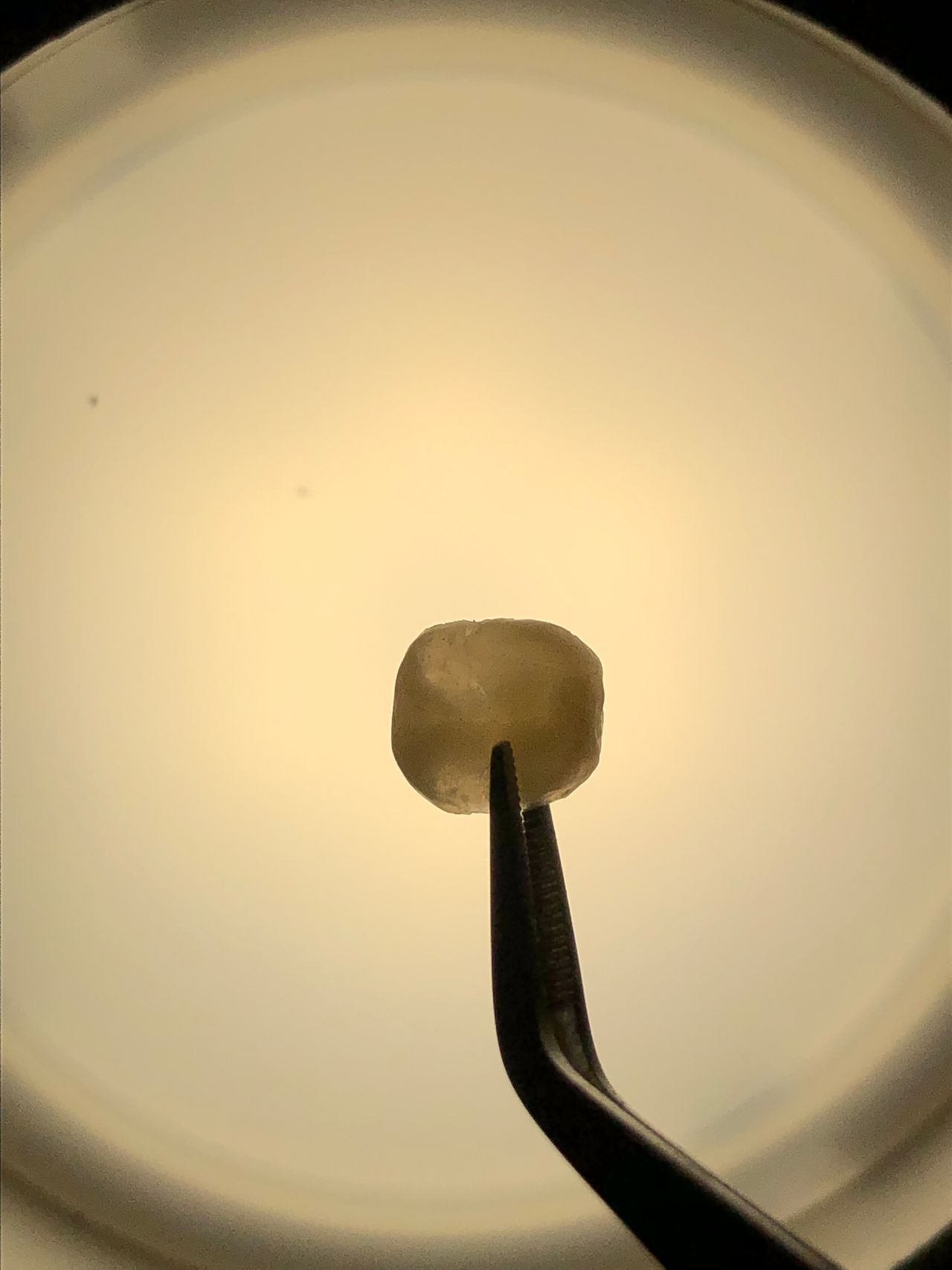 María Paula  Flores Novoa-47