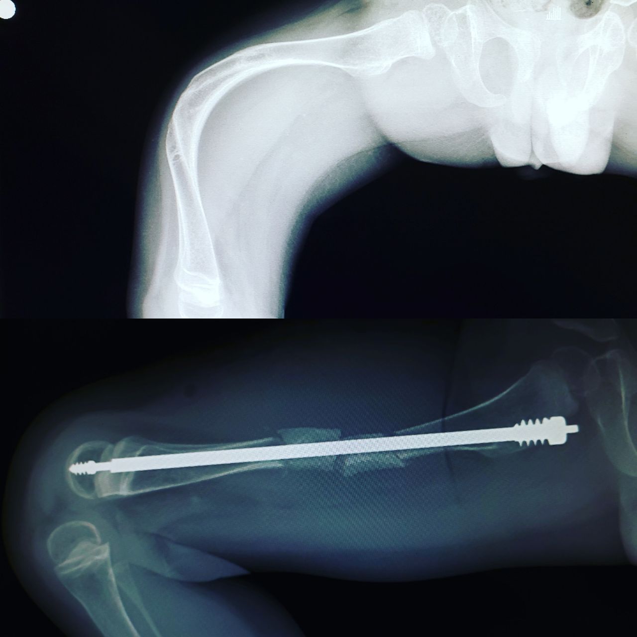 Alfonso Meza Vernis-77