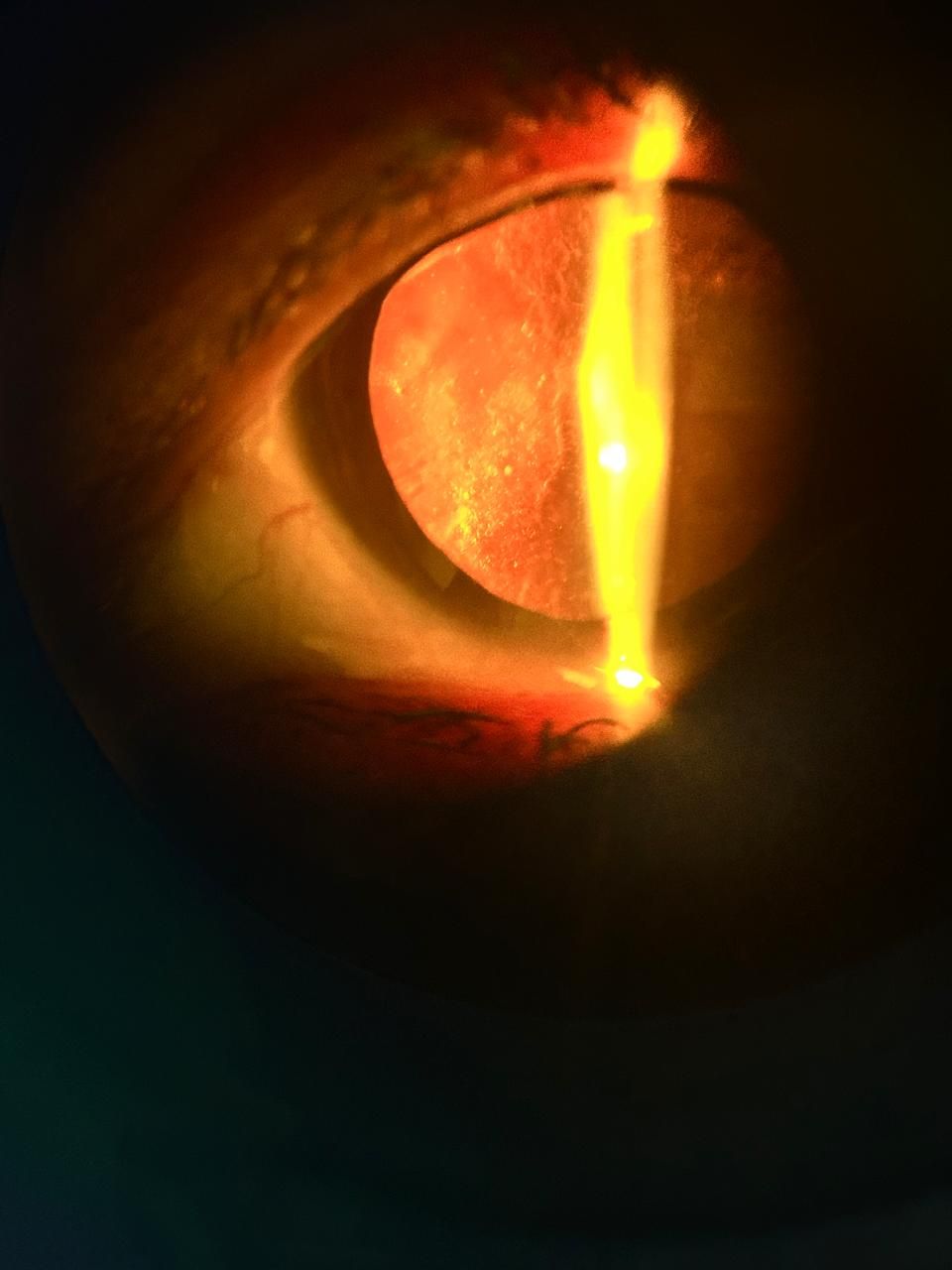 Daniel Martin Laguna Muñoz-52