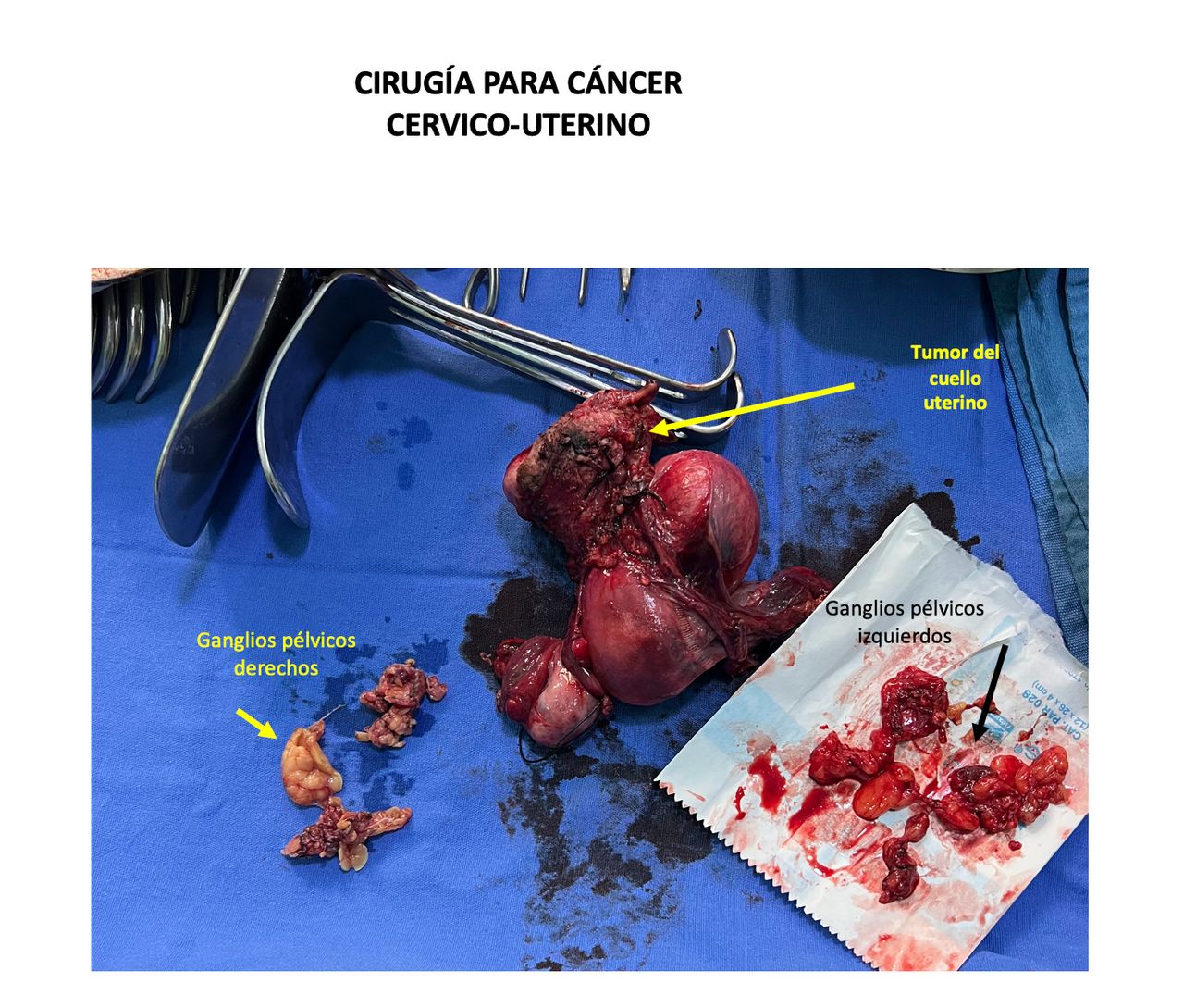 Atieel Flores Morales-10