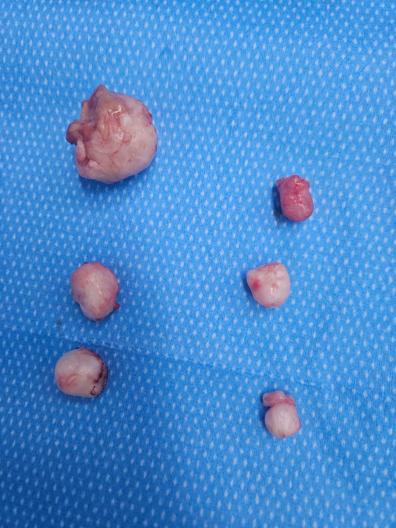 Jorge Alberto Rodriguez Pezino-7