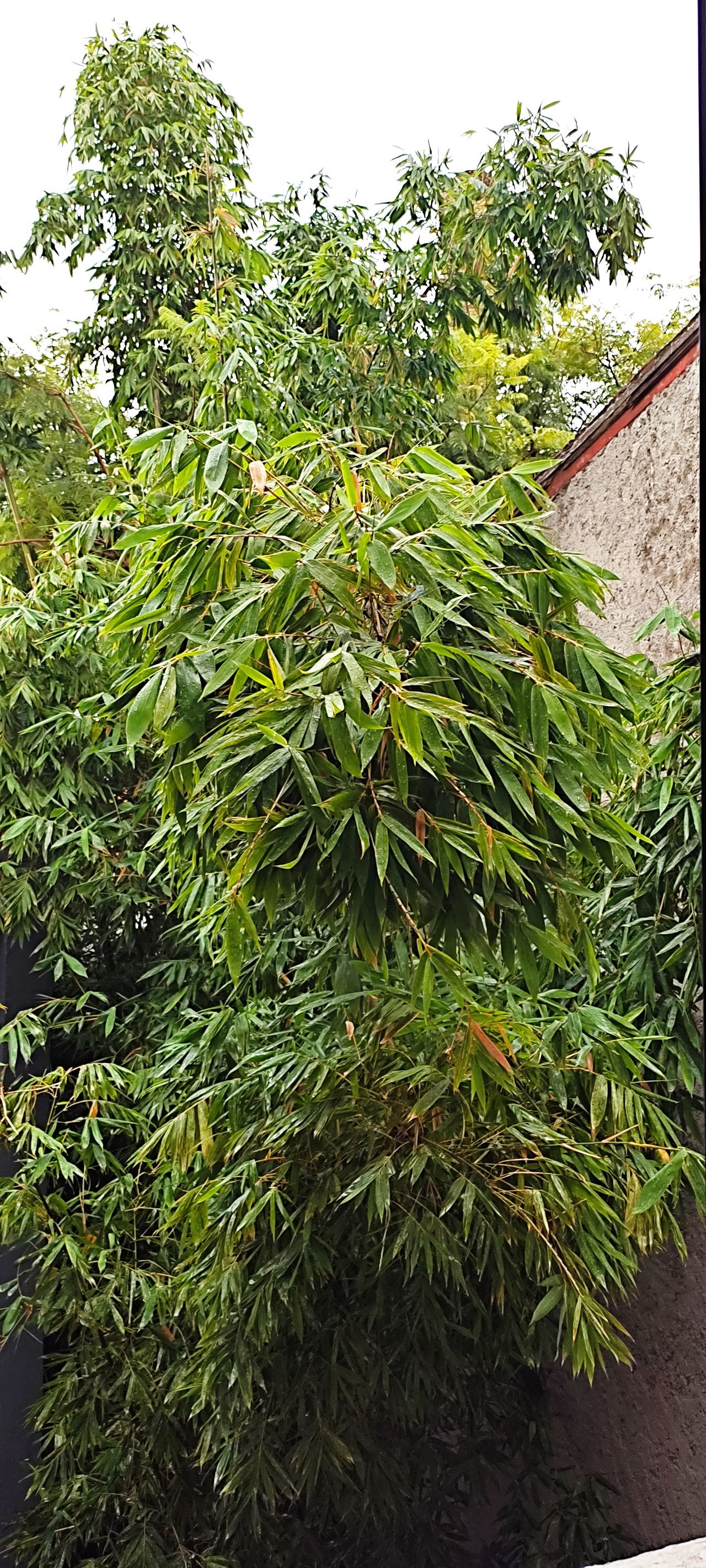 Gretel Marina Garces Pineda-4