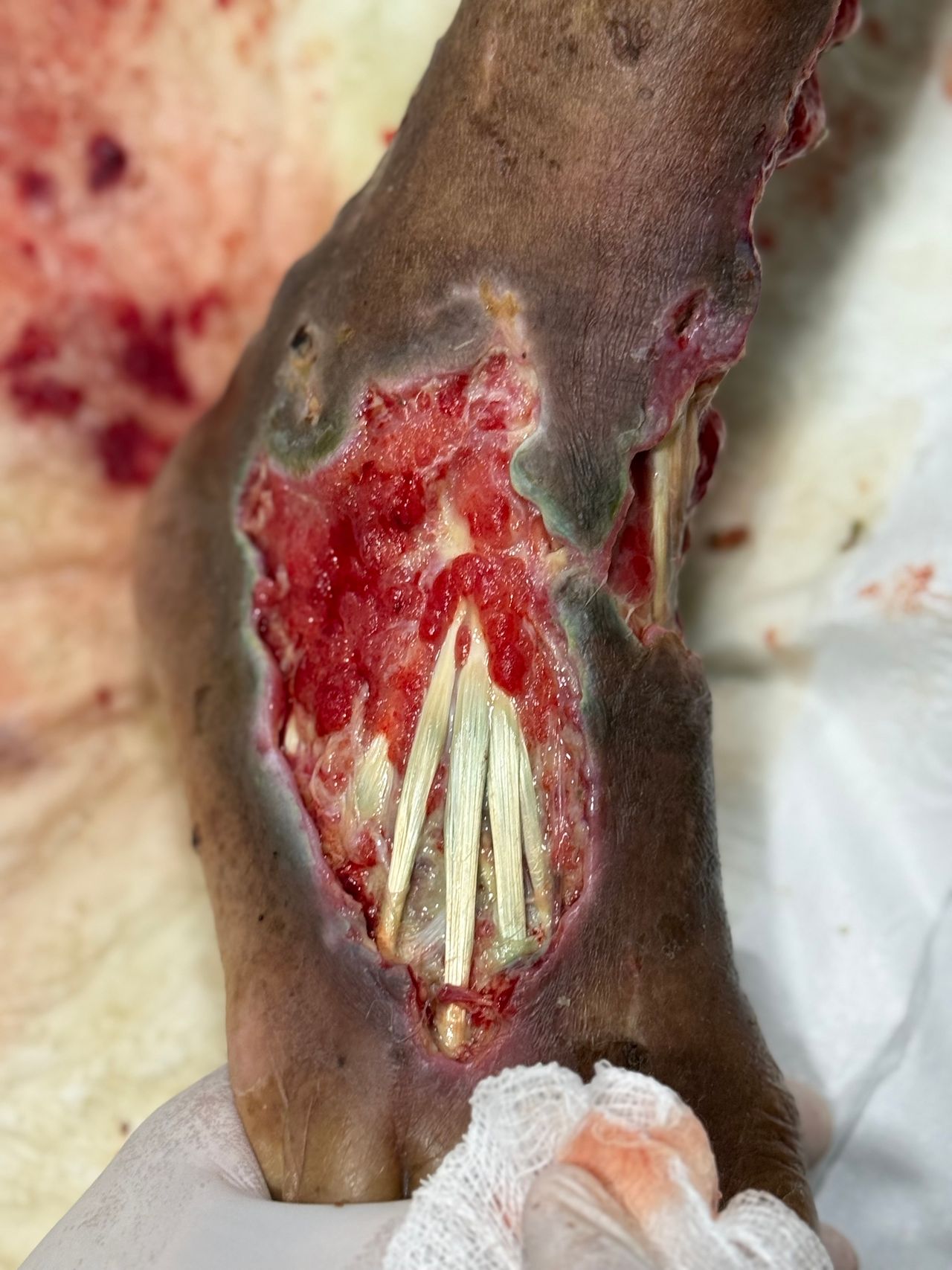 Romeo Guillen Constantino-8