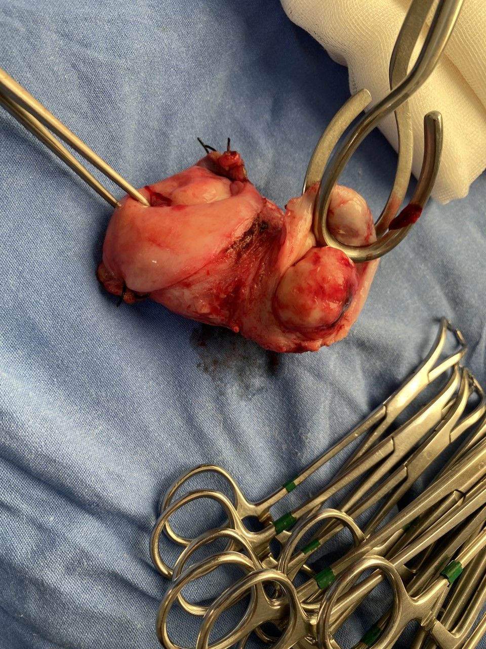 Cynthia Gina Morales Domínguez-6