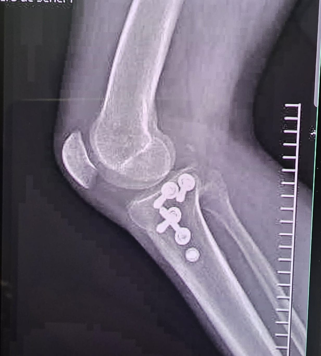 José Antonio Algarín Reyes-50