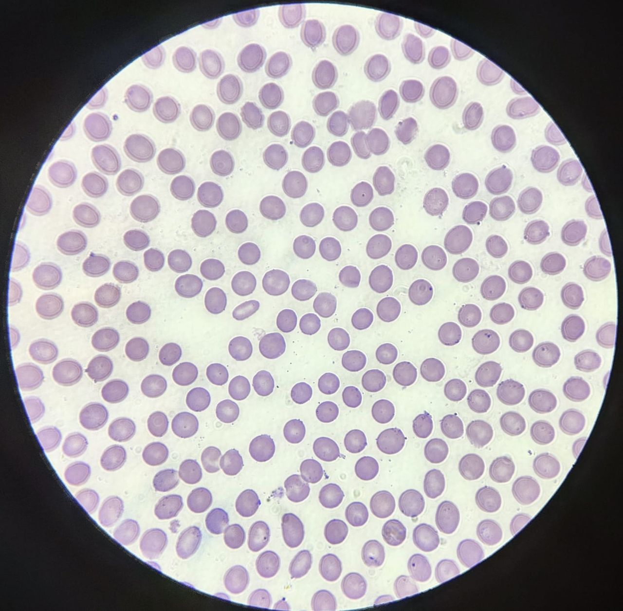 Maricela Cerecedo Cebedeo-0