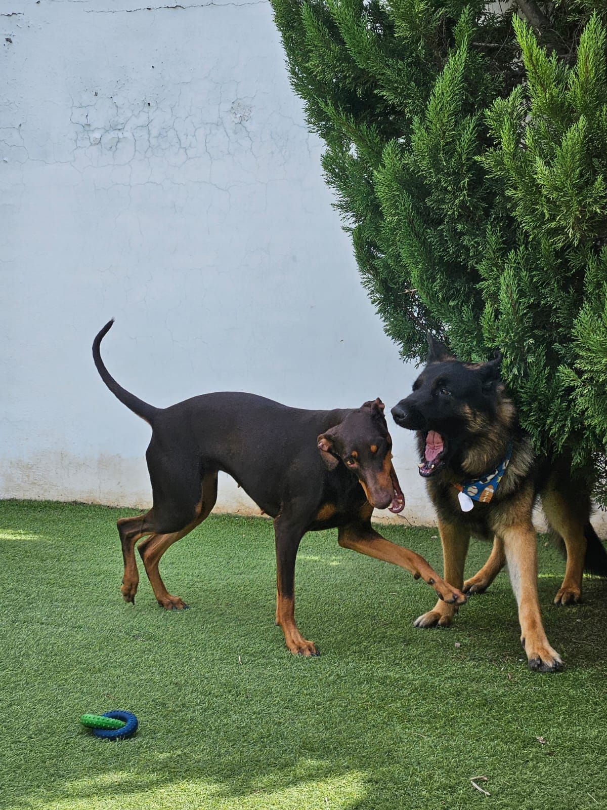 Veronica Gutierrez Díaz-4