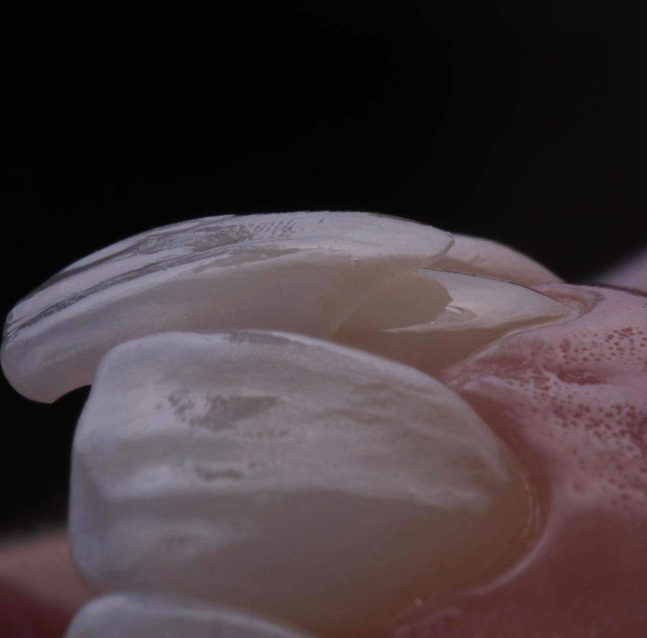 Ernesto Rojas Calderon-49