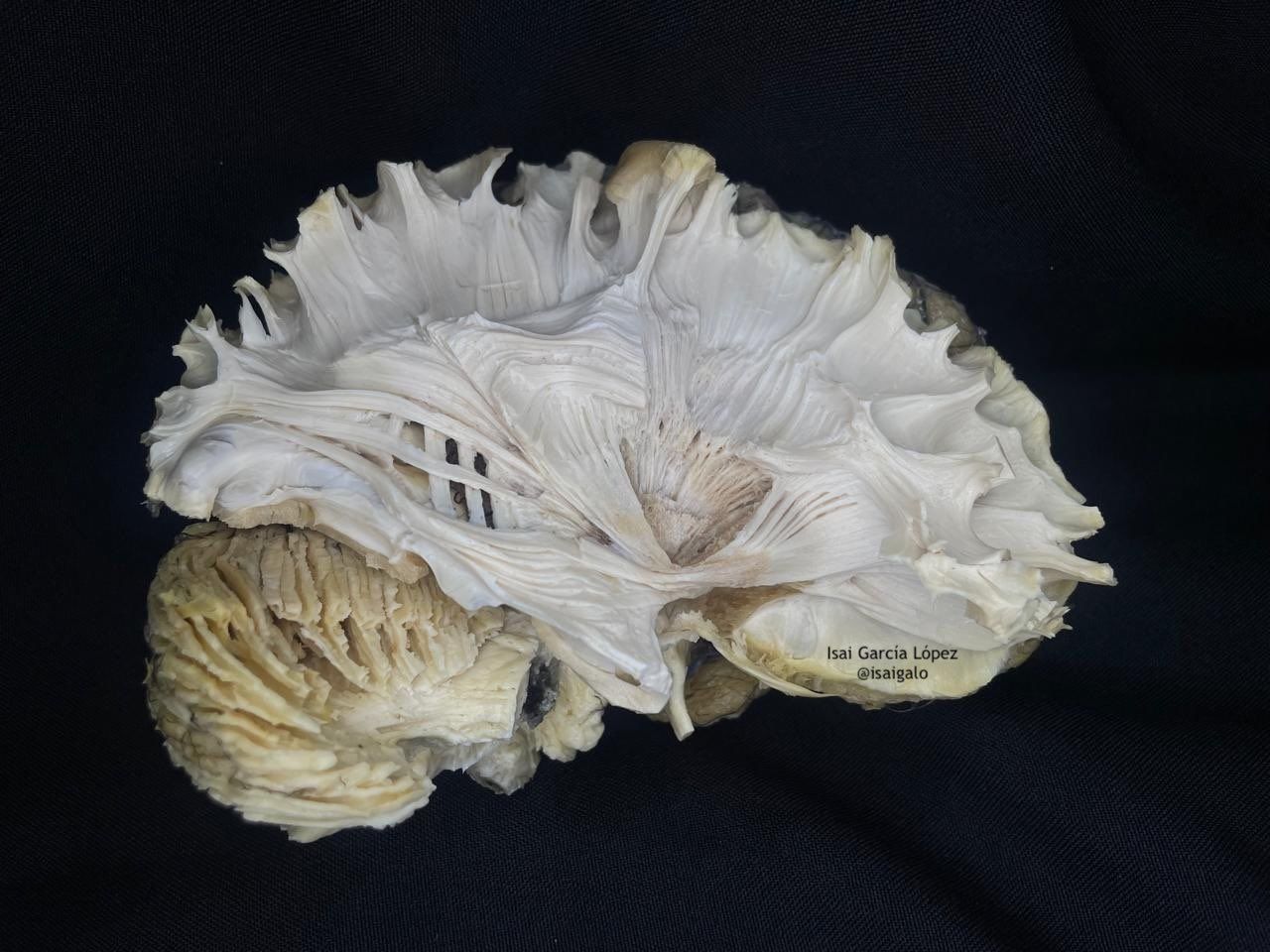 Isai García  López-1