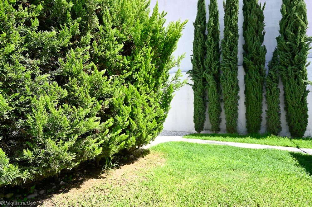 Zyanya Susana Placeres Rosette-2