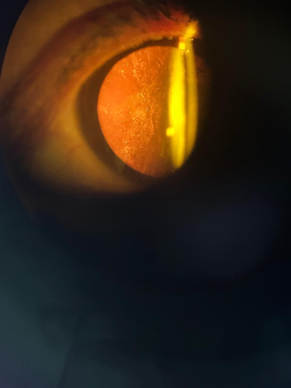 Daniel Martin Laguna Muñoz-54