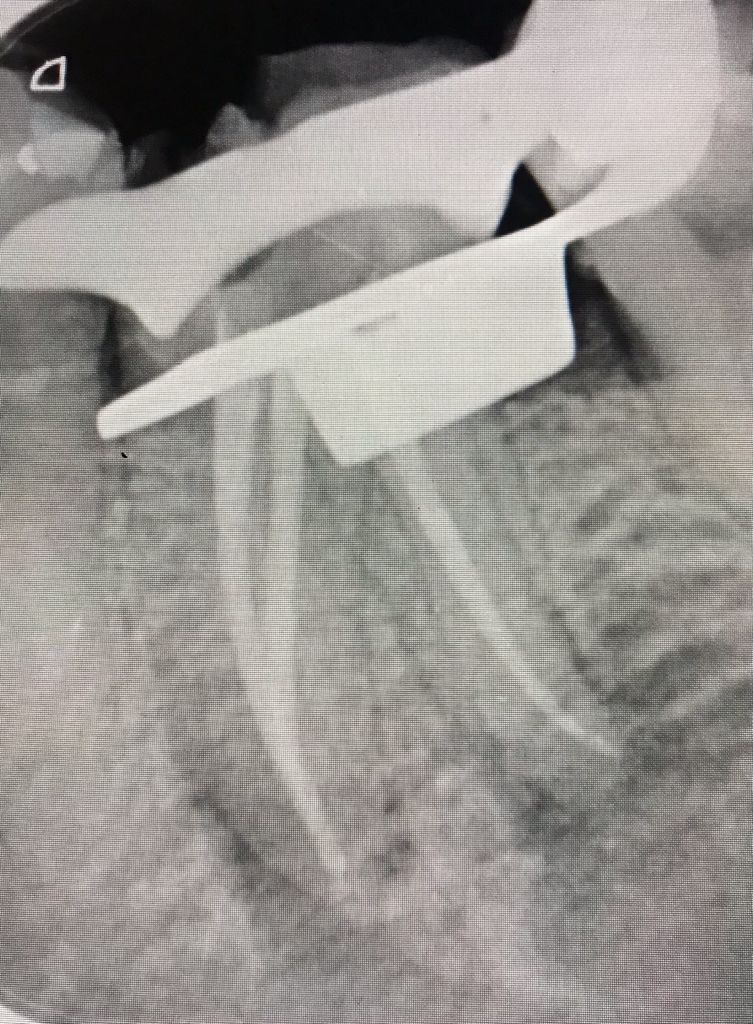 Lizzie Ibarra Domínguez-8