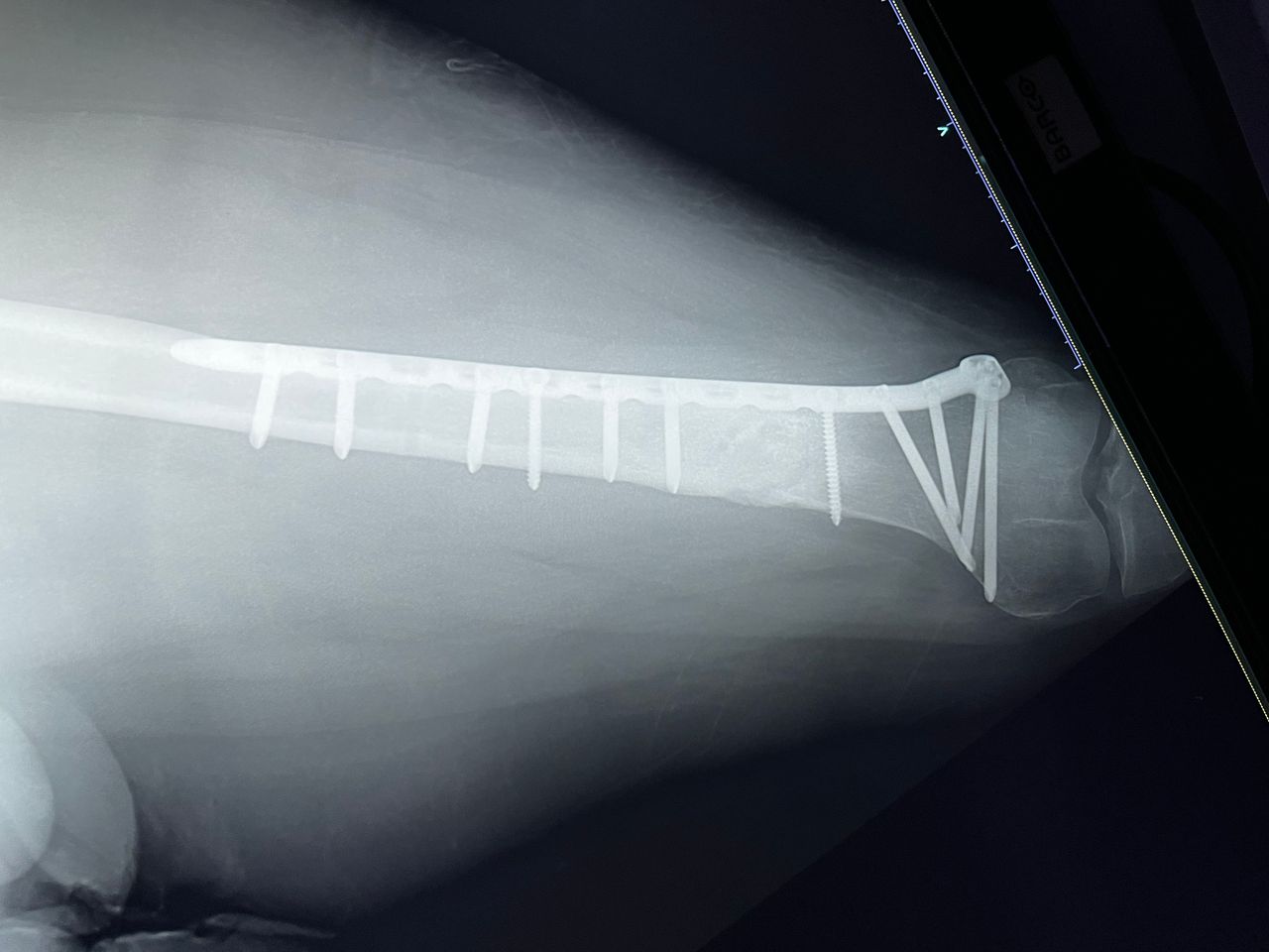 Alberto Lorenzo Cortés-10