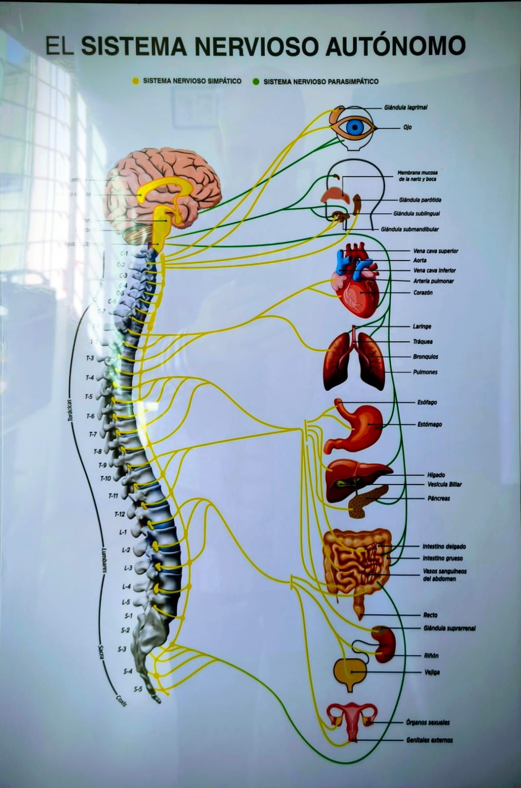 Christian Alejandro Perea Bouchain-4