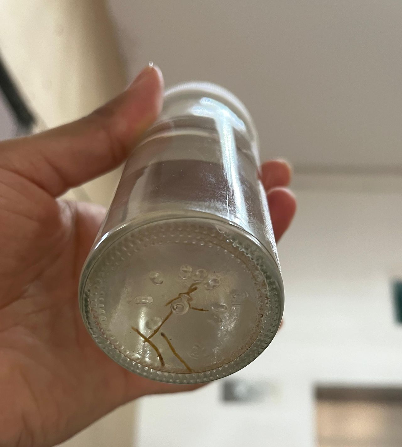 Francisco Flores García-0