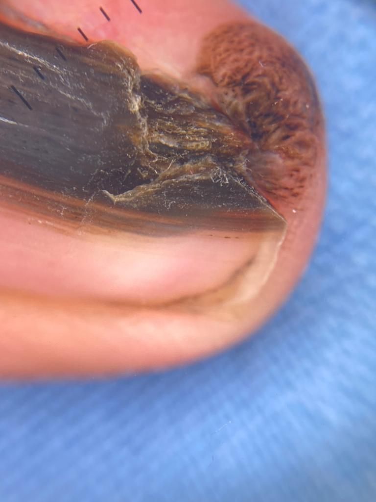 Hazel Rachelle Bracho Olvera-2