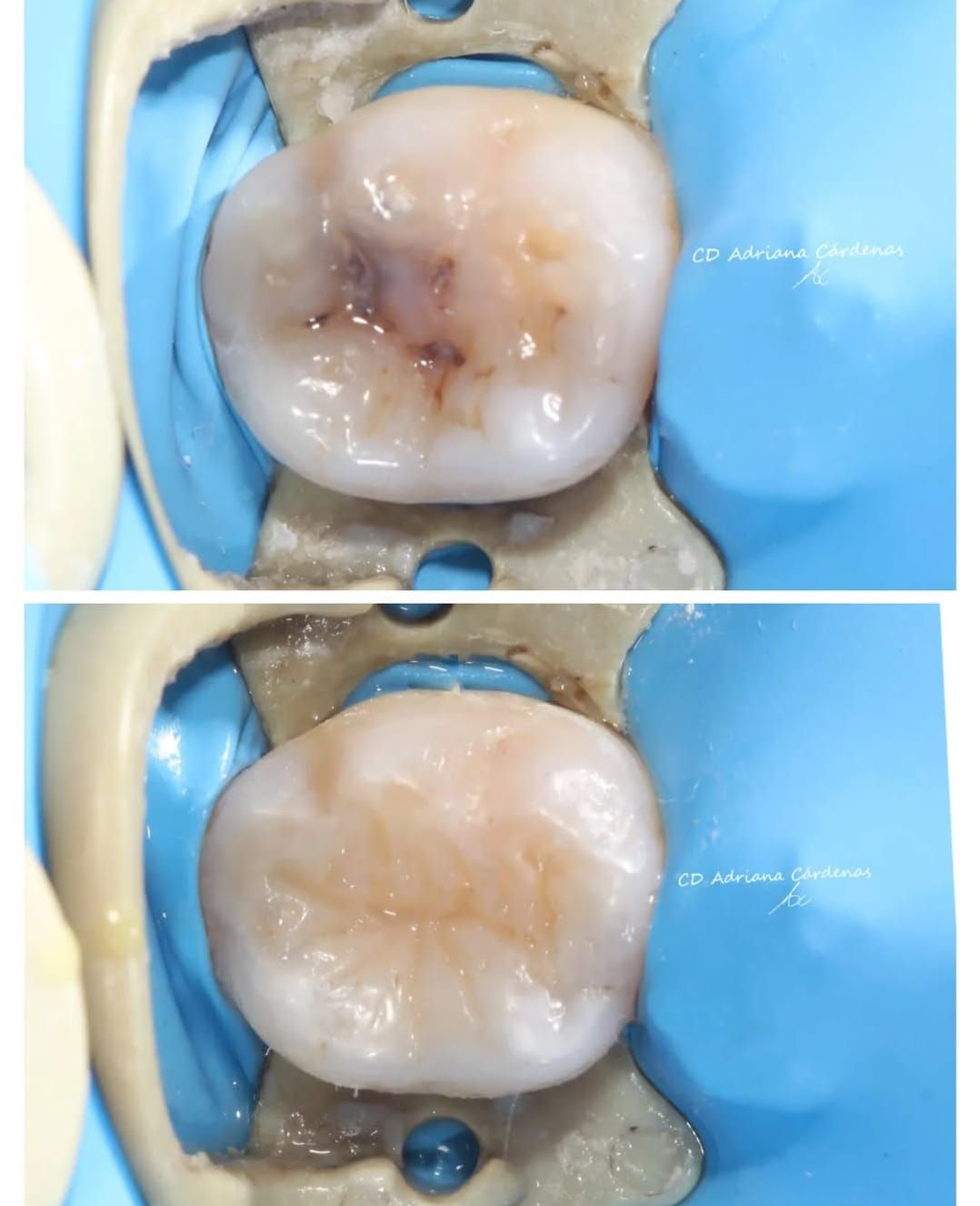 Adriana Cárdenas Cortés-5