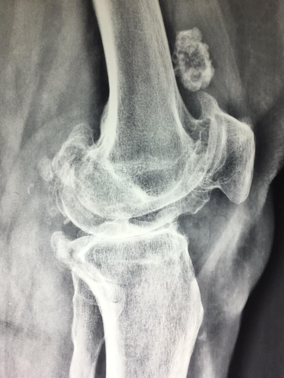 Neftali Lagos Mariscal-1