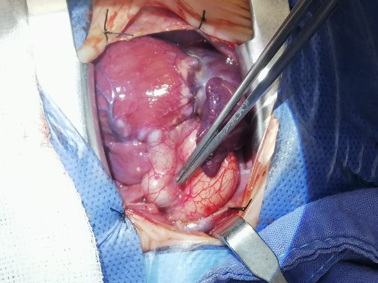 Oscar Jesus Gutiérrez Camarena-2