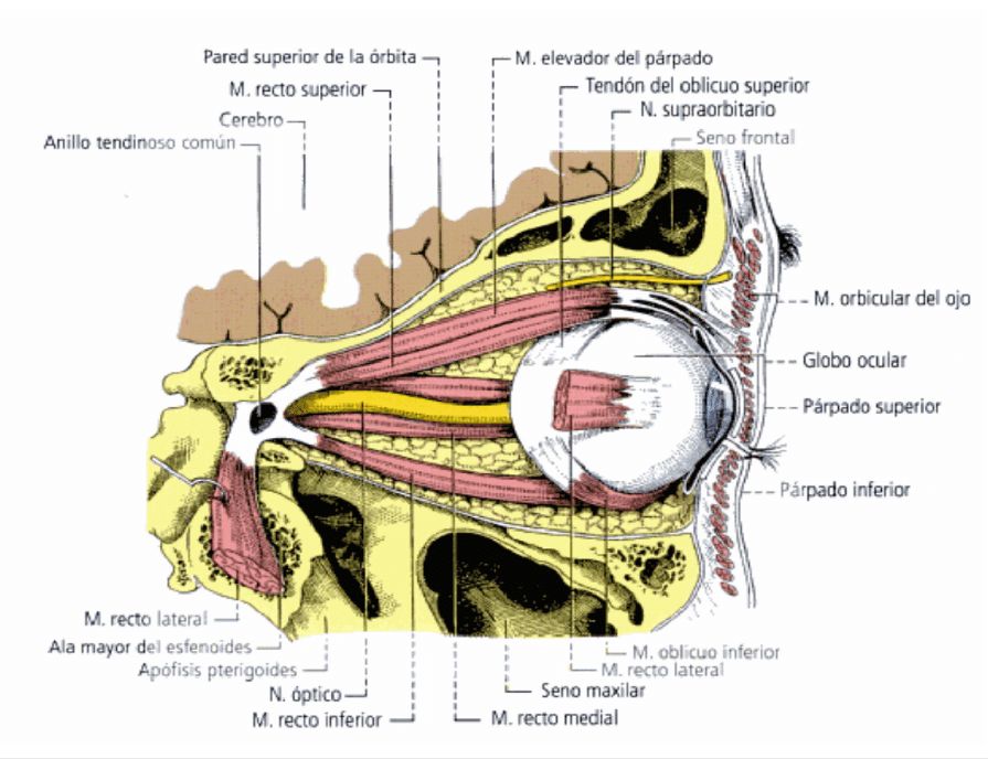Julia Calderon Aguilar-0