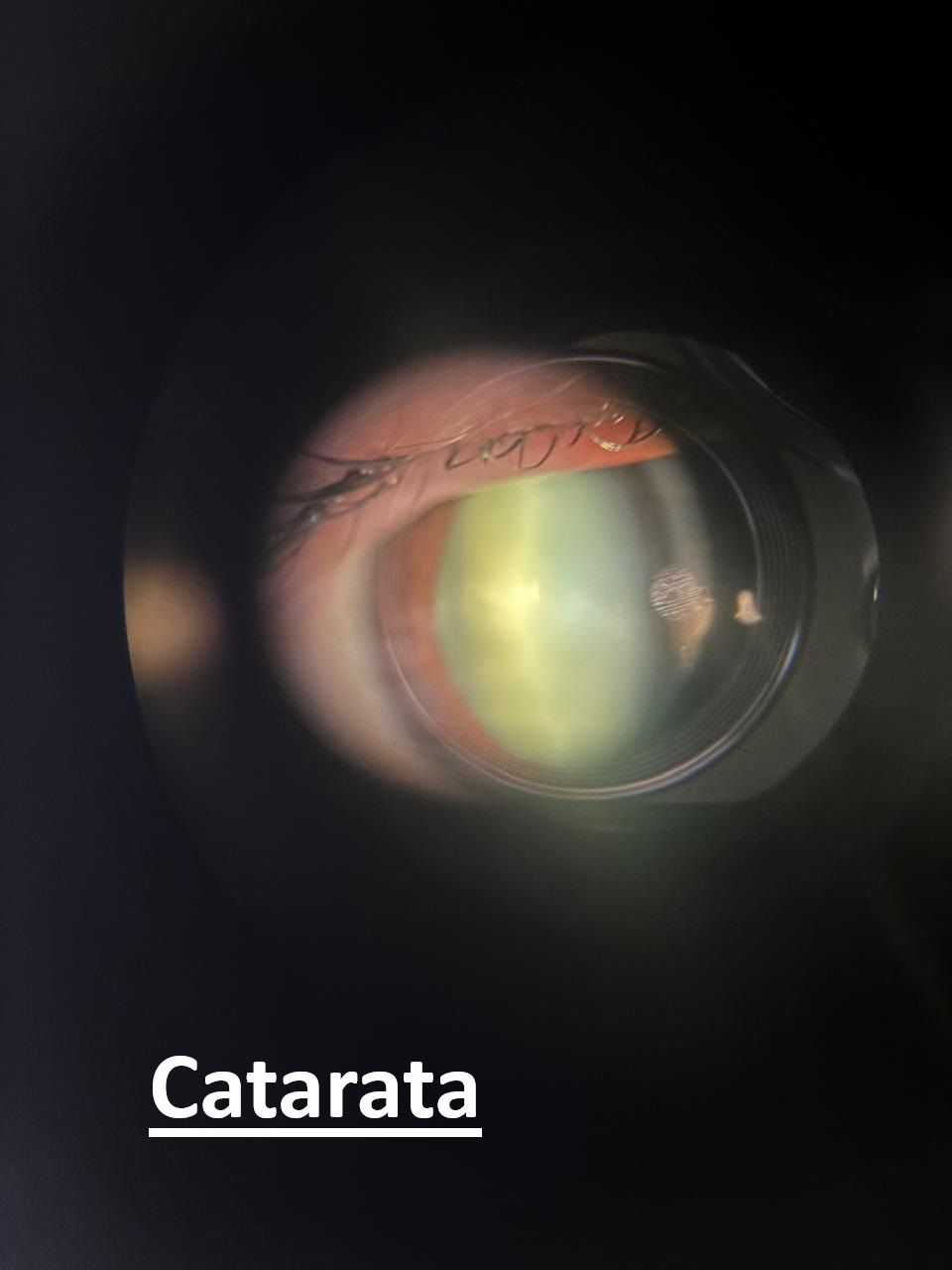 Andrea Cárdenas González-4