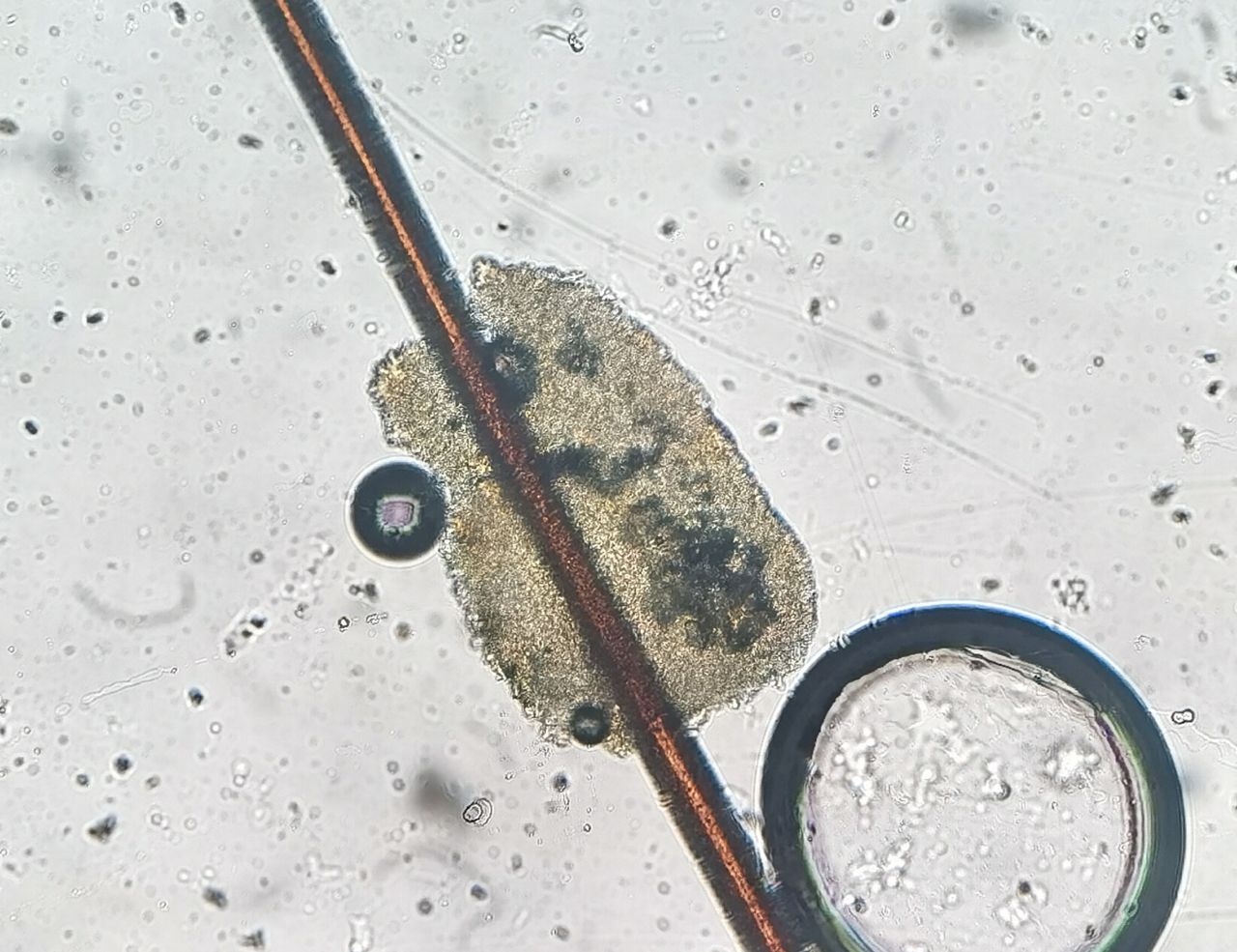 Lauro Francisco Varela Coronado-6