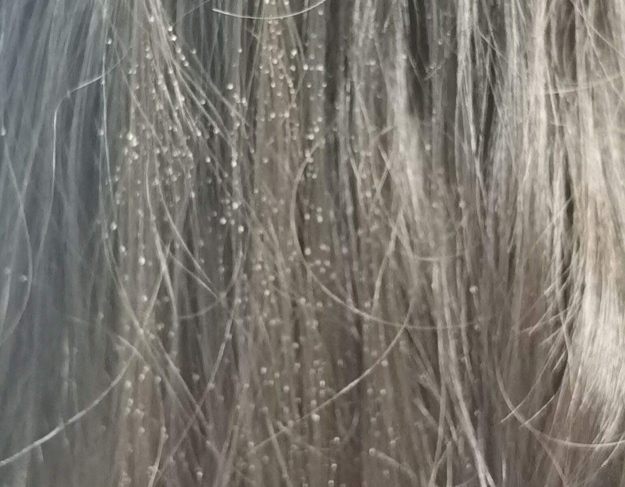 Lauro Francisco Varela Coronado-4