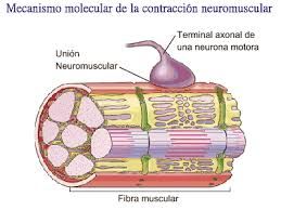 Sandra Judith Raya Ramírez-12