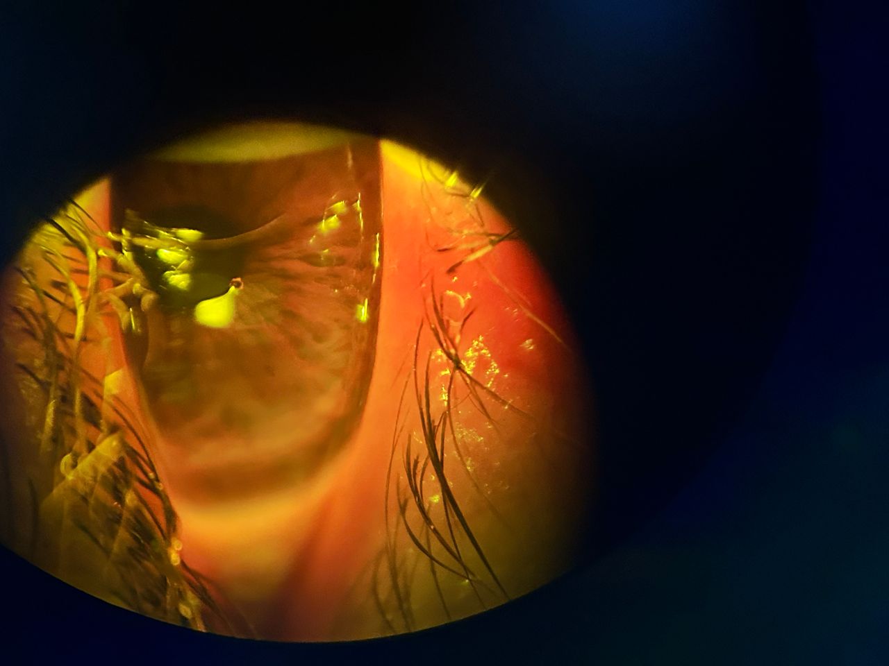 Daniel Martin Laguna Muñoz-11