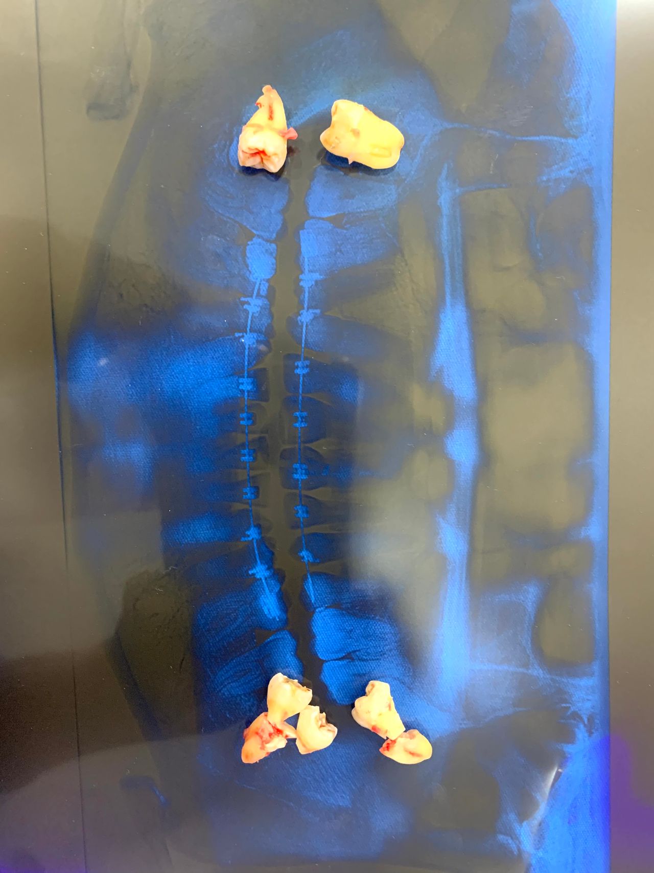 Alejandro Angelo López Díaz-9