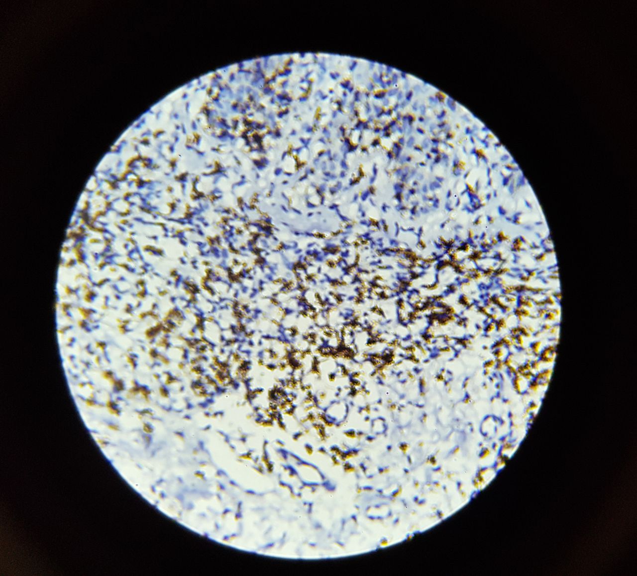 Jose Luis Sanchez Rodriguez-8