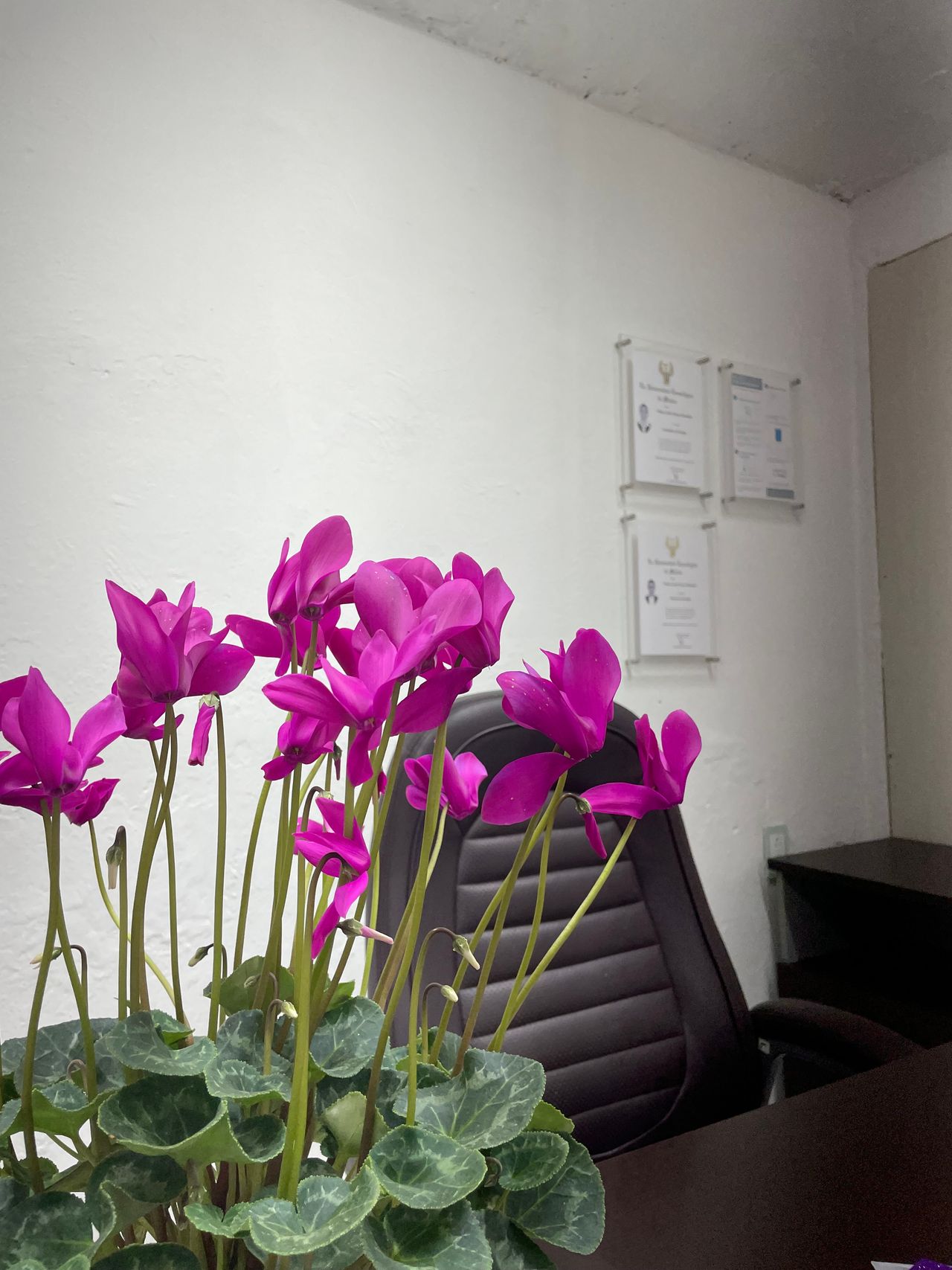 Diana Laura Acosta Hernández-1