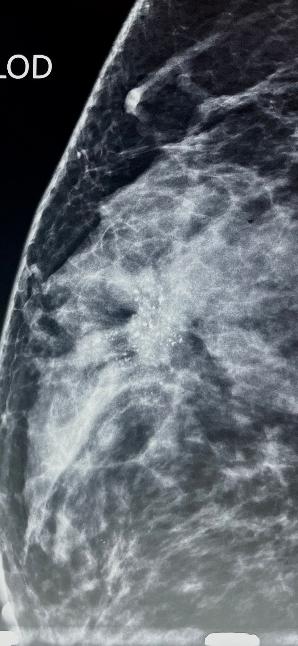 Laura Judith Quintanar Lugo-11